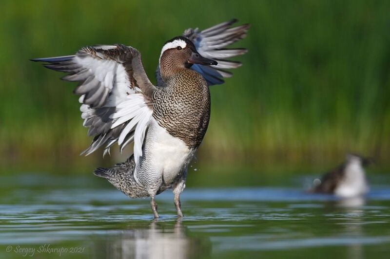 Чирок фото превью