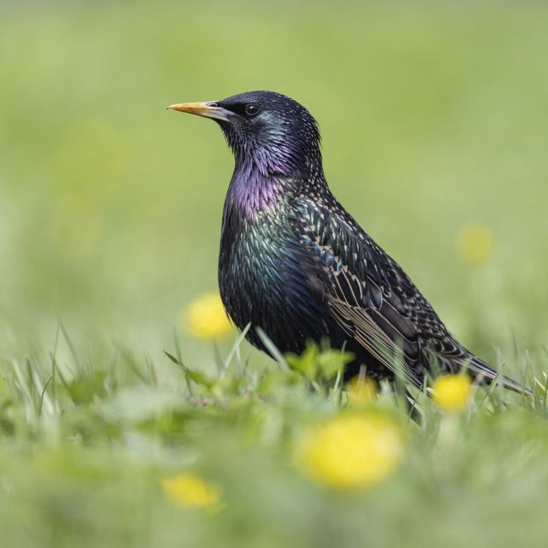 скворец, птицы Скворец фото превью