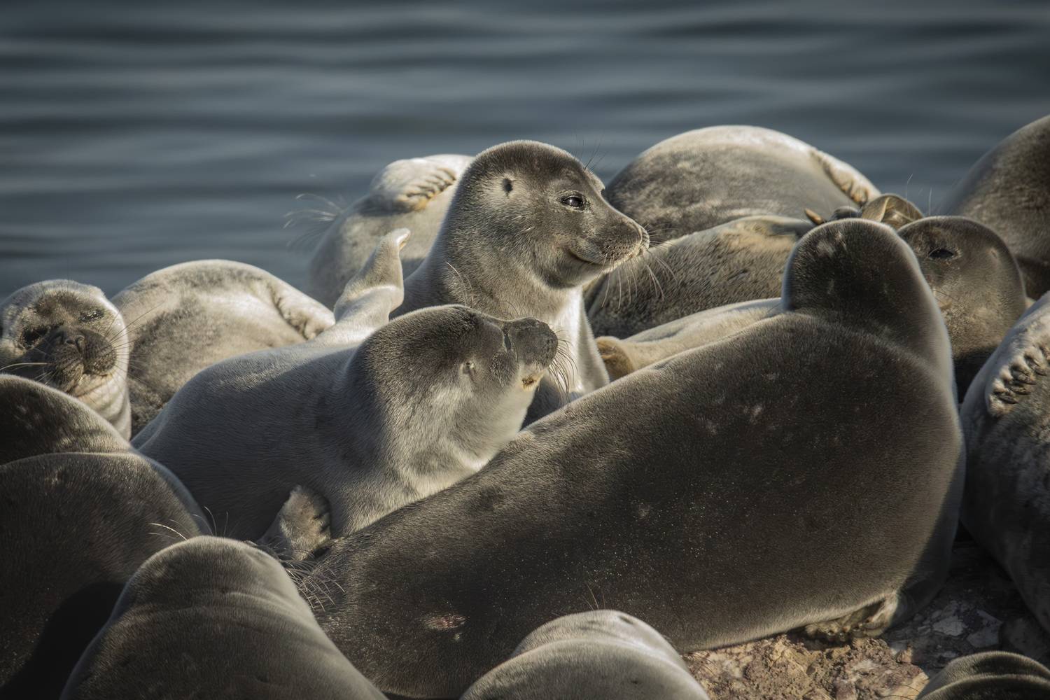 , Лаврентьев Александр