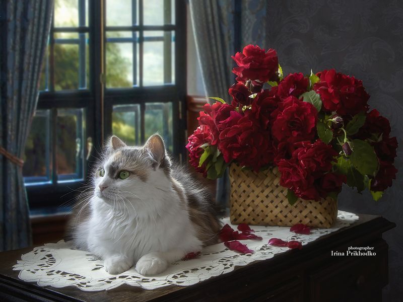 натюрморт, цветы, интерьер, животные, кошки, питомцы Натюрморт с корзиной роз и любопытной кошкой фото превью