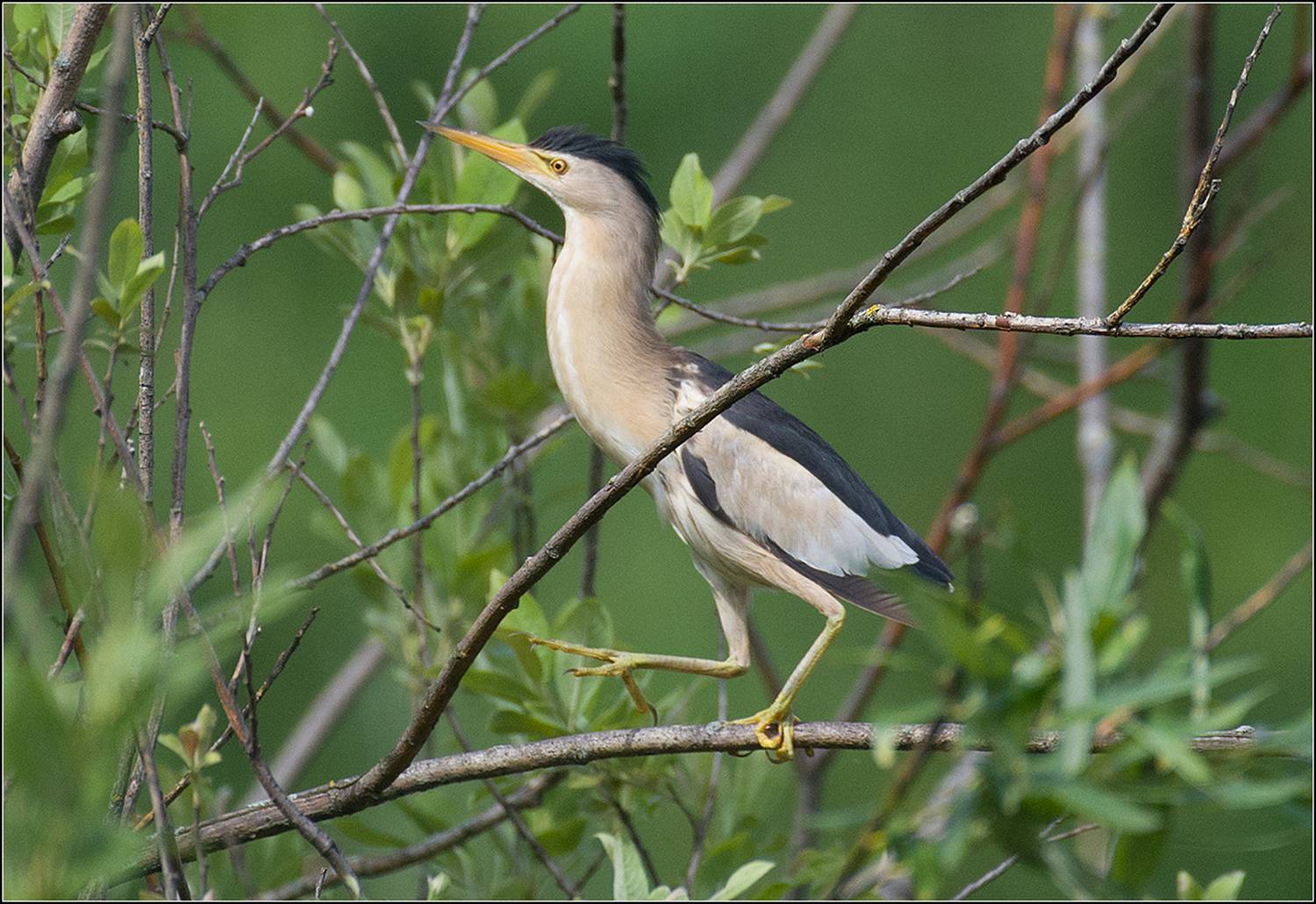 москва, июнь, парк, пруд, малая выпь, птица, АНАТОЛИЙ ДОВЫДЕНКО