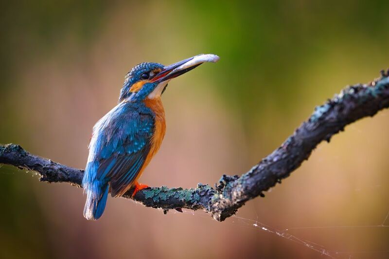 #commonkingfisher, #зимородок, #южныйурал Очаровательный добытчик фото превью