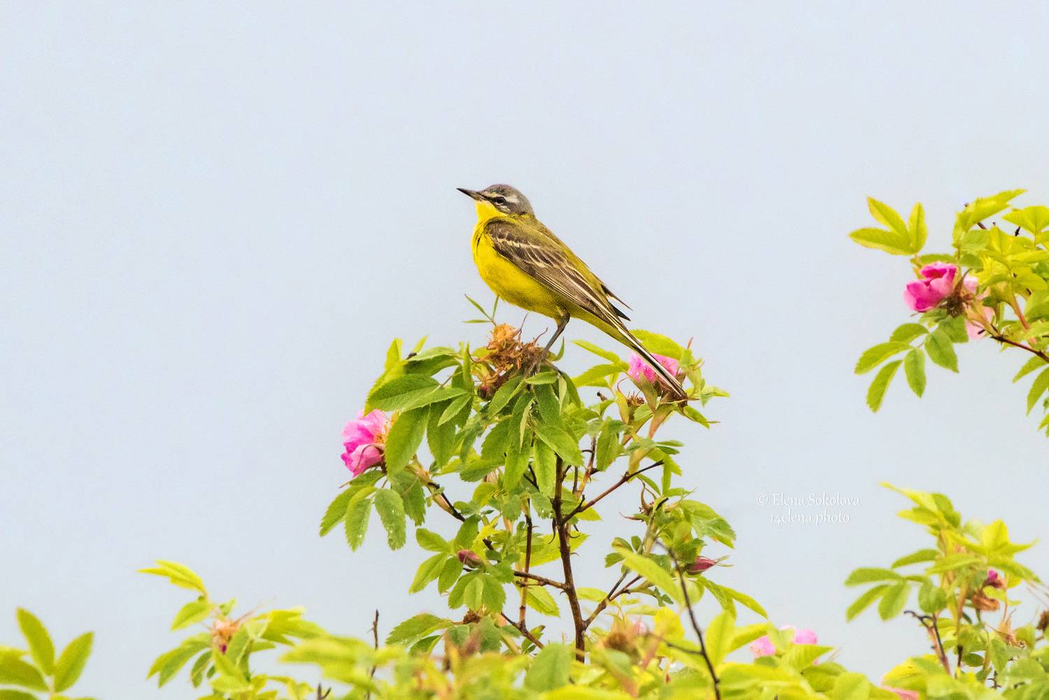 трясогузка желтая, птицы, Соколова Елена