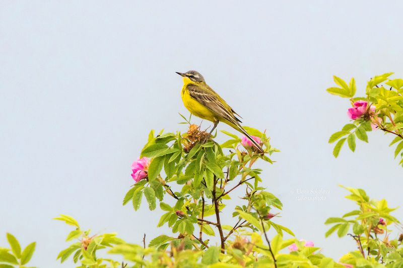 трясогузка желтая, птицы Желтая трясогузка фото превью