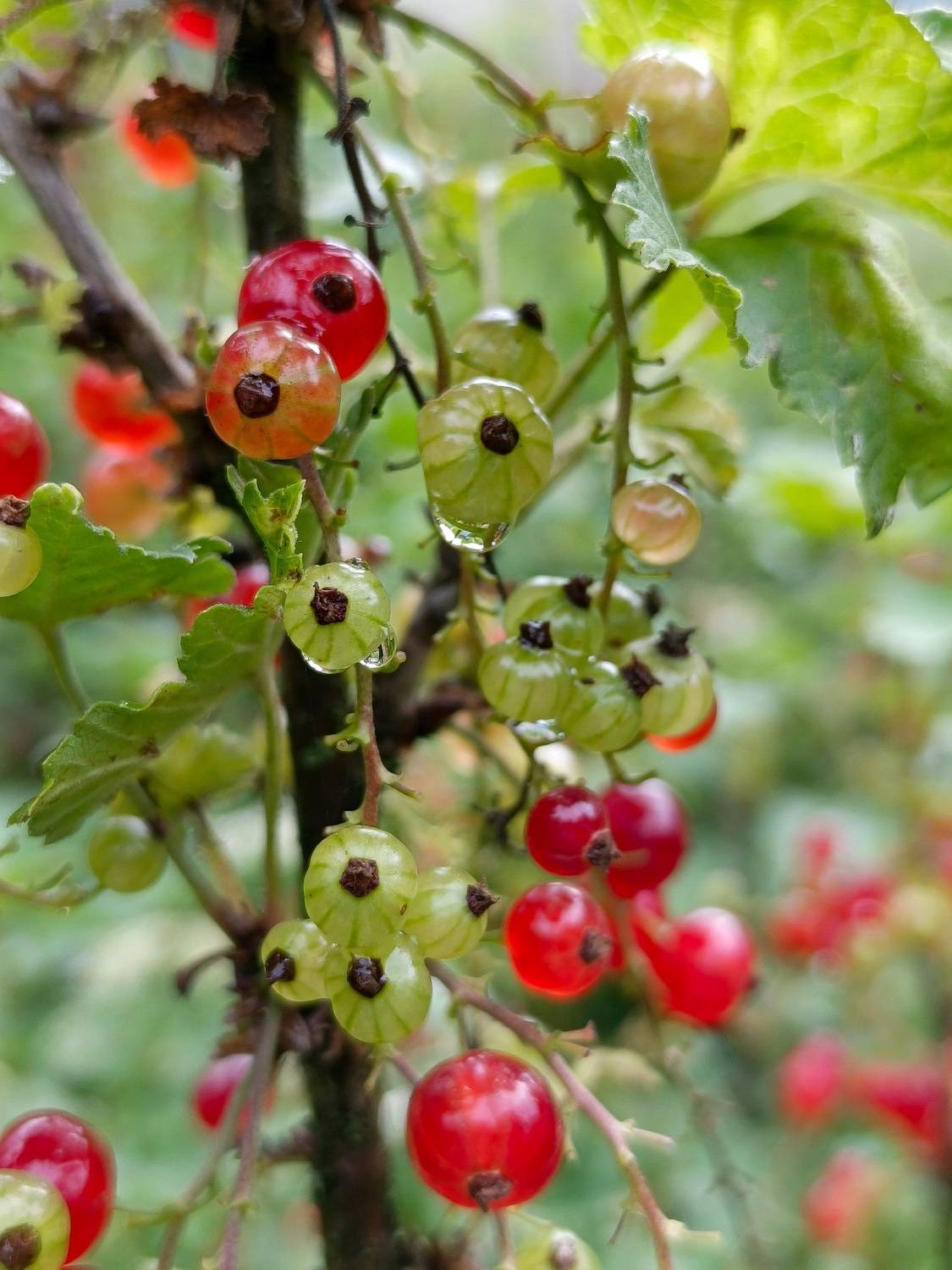 , Кондрашова Светлана