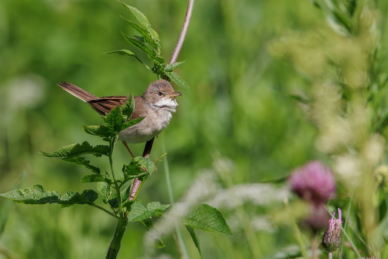 славка, серая, серая славка, птица Серая славка фото превью