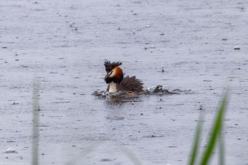 Чомга, большая поганка Чомга фото превью