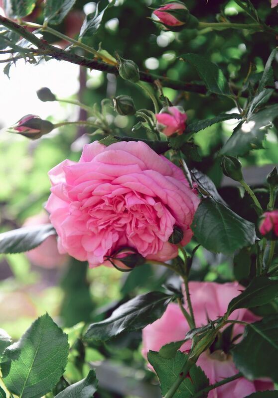 Розы фото превью