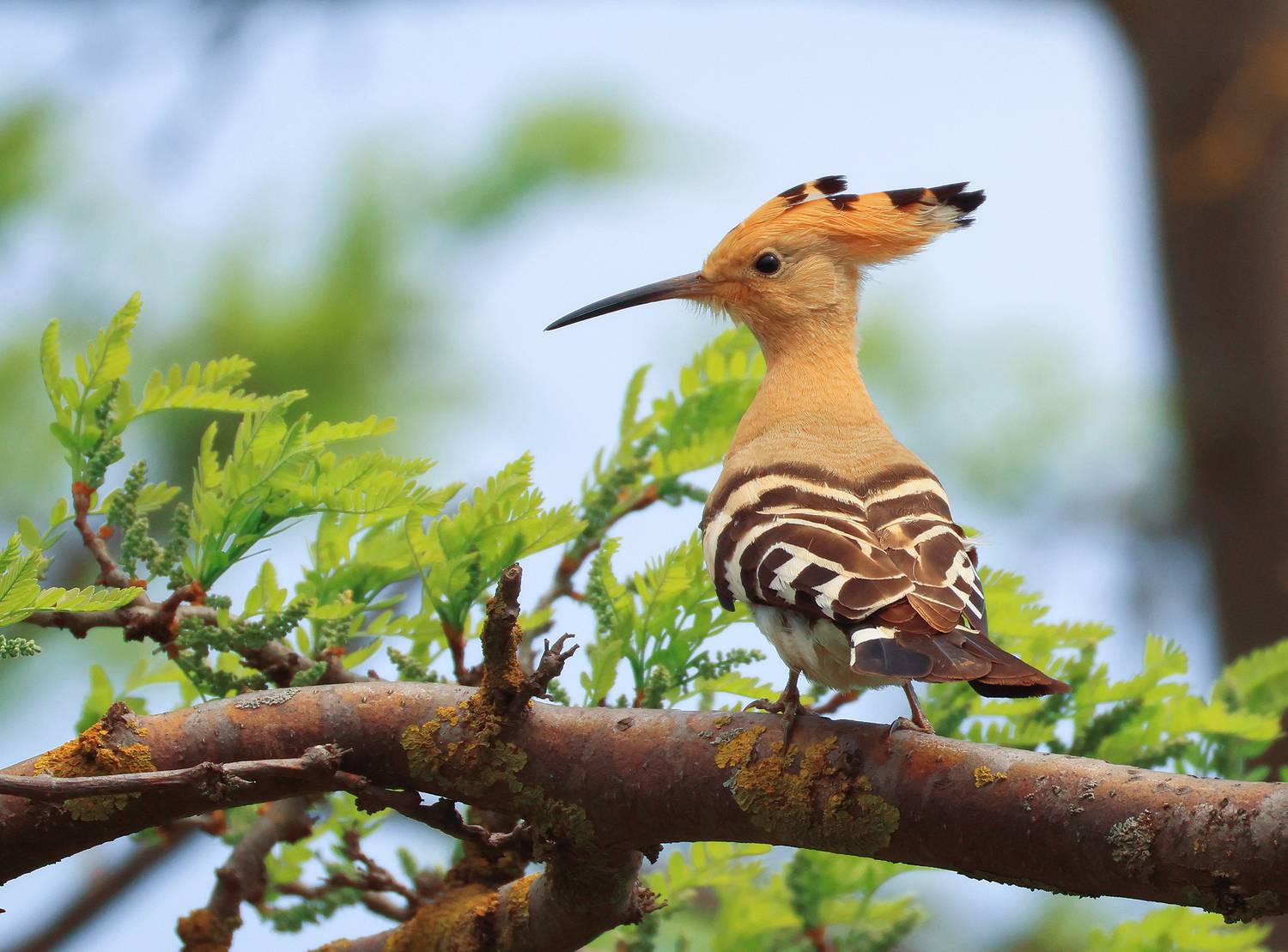 удод,птица с хохолком,птицы,, Magov Marat