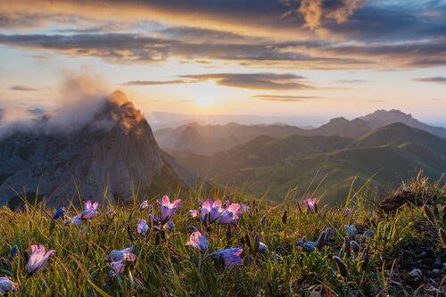 Колокольчики