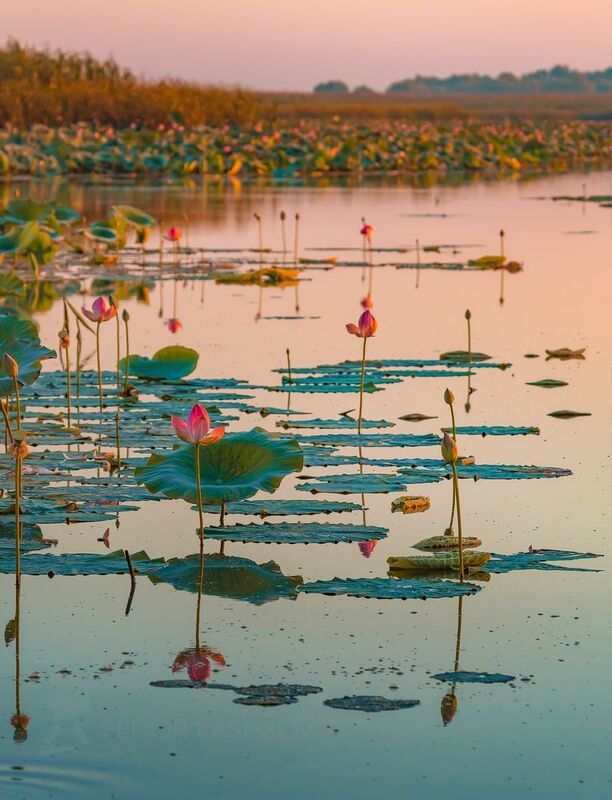 астраханская область, волга, дельта, астраханский государственный биосферный заповедник, лотос, цветы, лето, рассвет, заря, река, вода, лотосы, Лотосовый рассвет фото превью