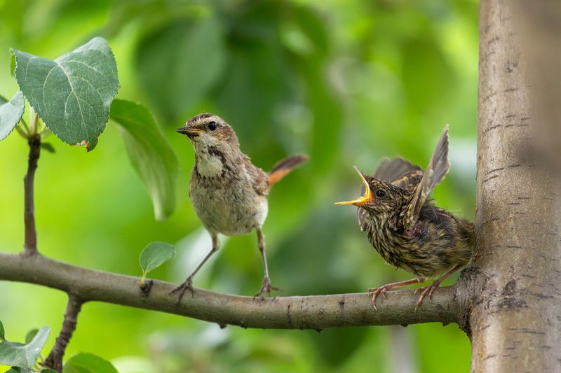 варакушка, слеток Время обеда фото превью