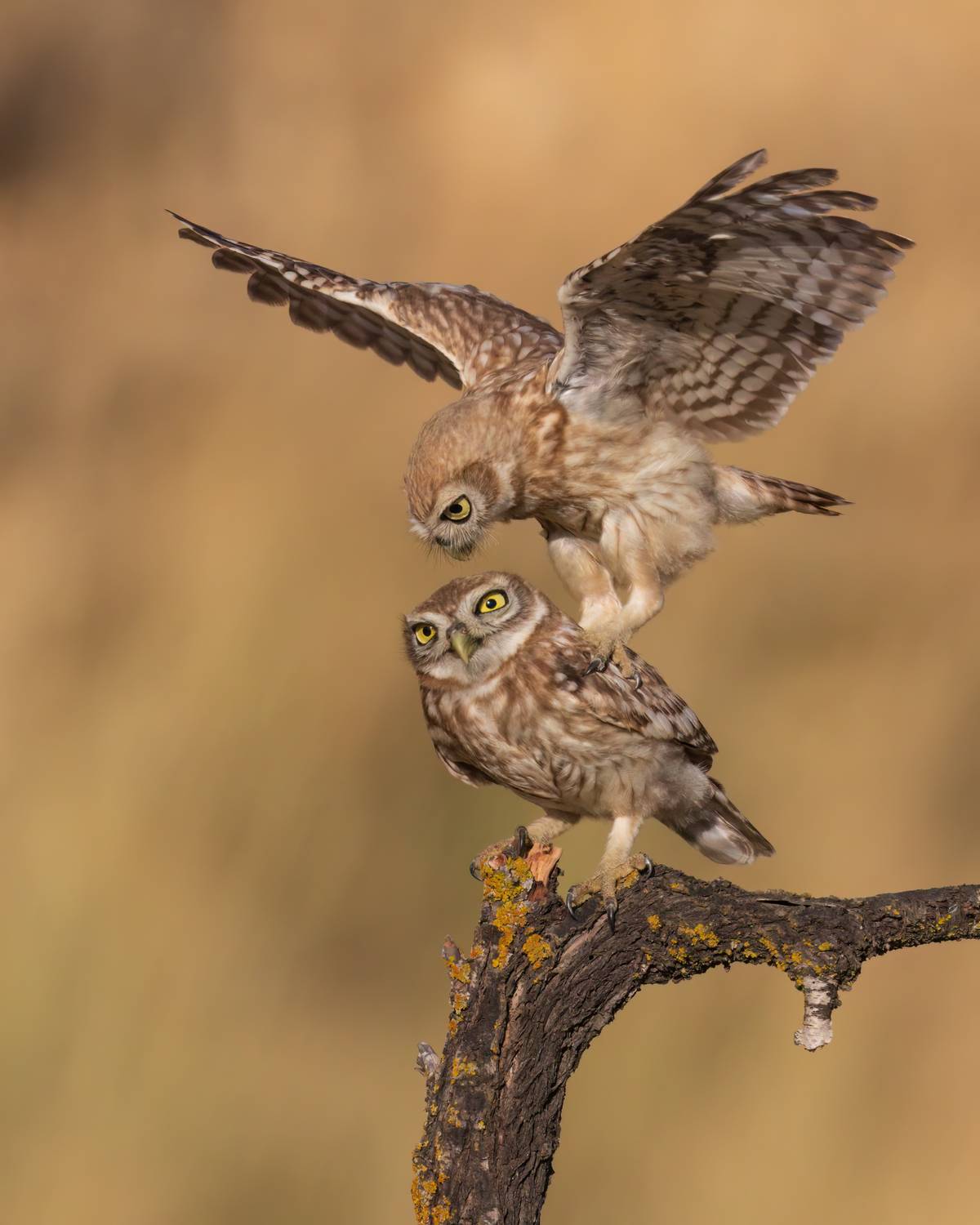 , Фруман Евгений