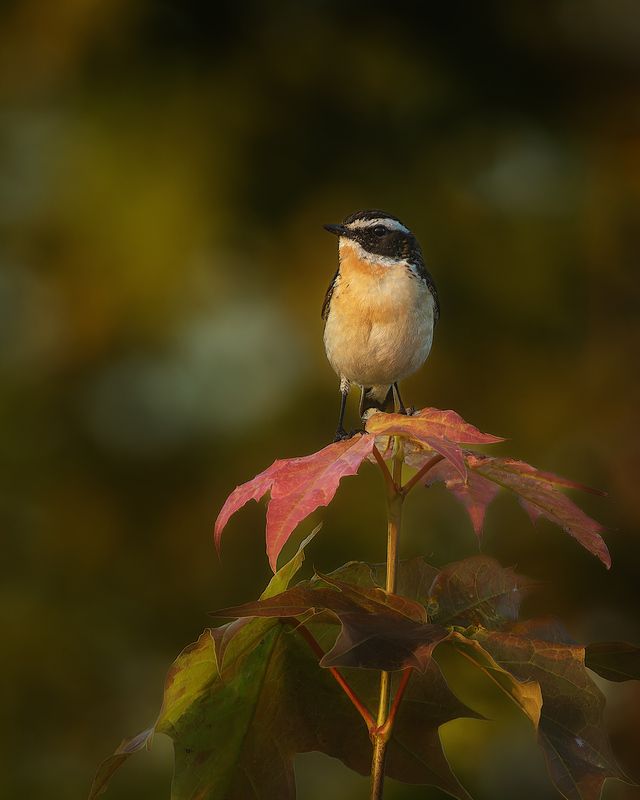 птички, фотоохота, чекан Луговой чекан фото превью