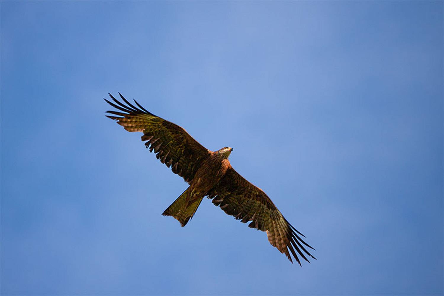 , Чудинин Дмитрий