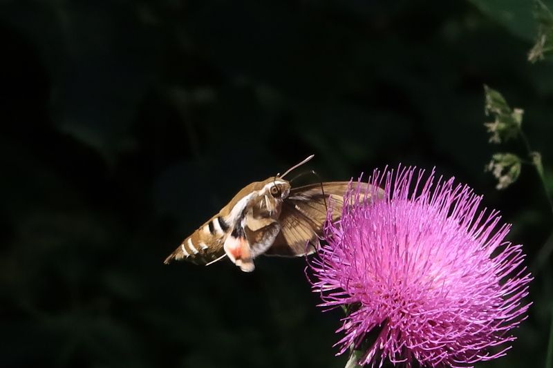 На лету собирает нектар фото превью