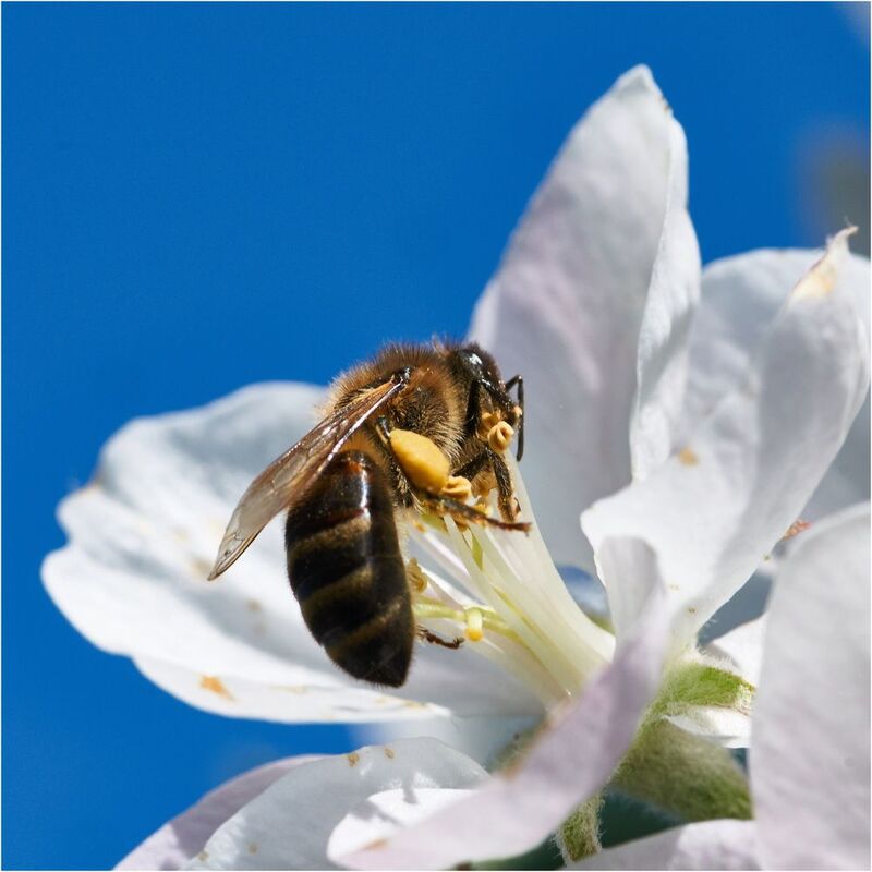 Весна фото превью