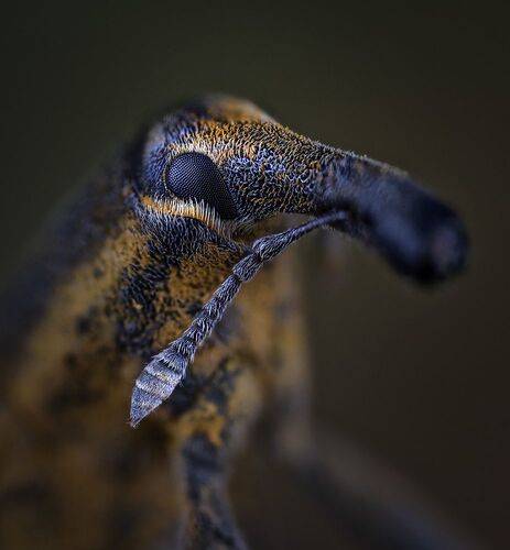 Фрачник обыкновенный