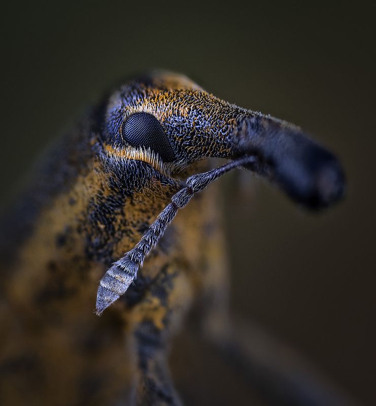 coleoptera, curculionidae, lixus iridis Фрачник обыкновенный фото превью