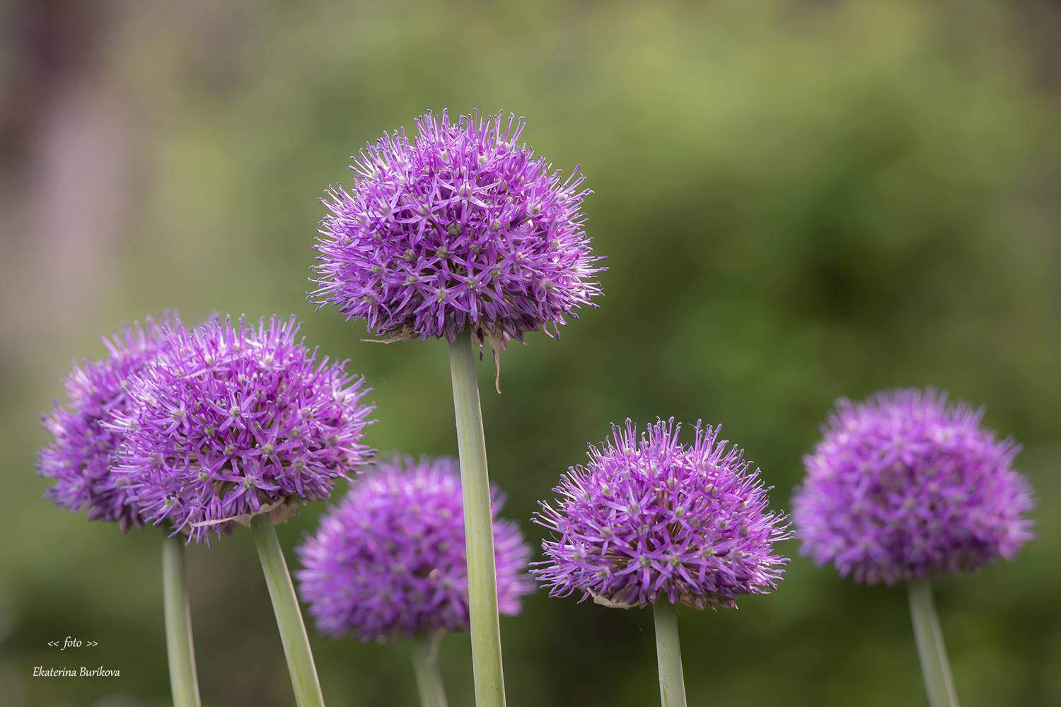 , Бурикова Екатерина