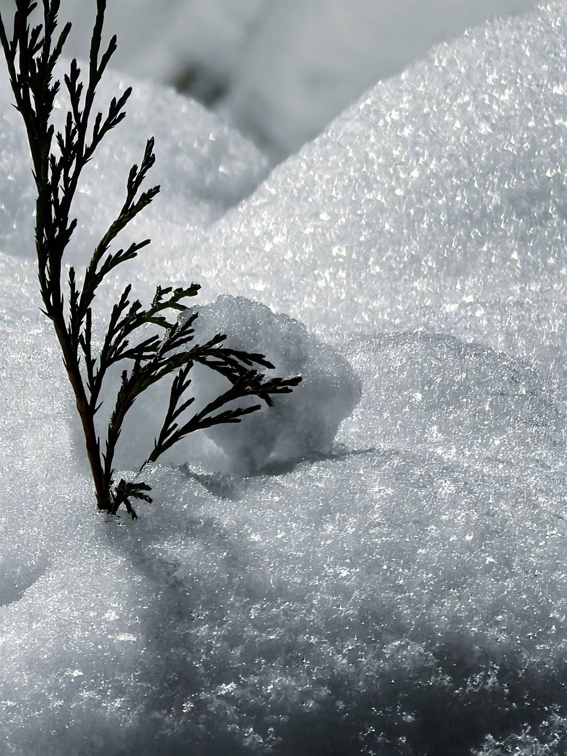 , Орлова Ксения