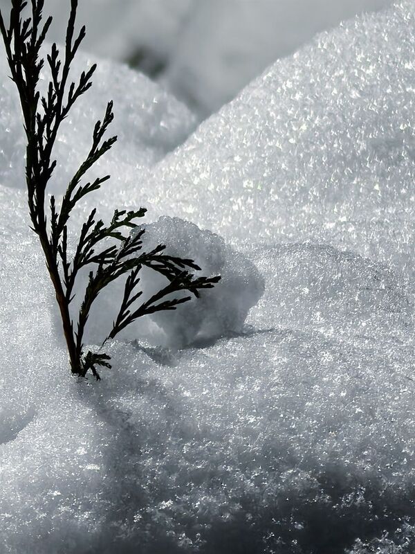 Ветка в снегу фото превью