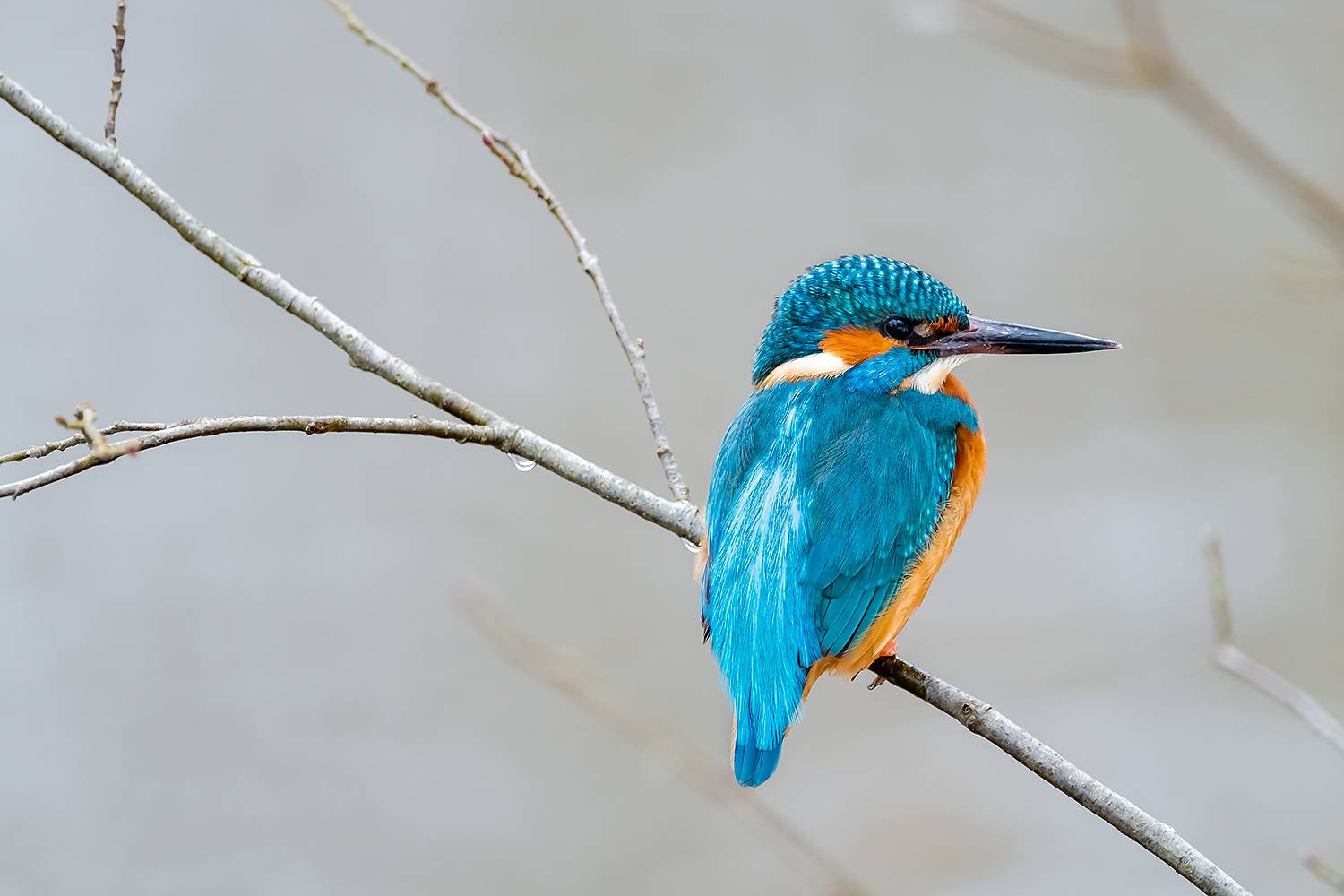 , Абросимов Александр