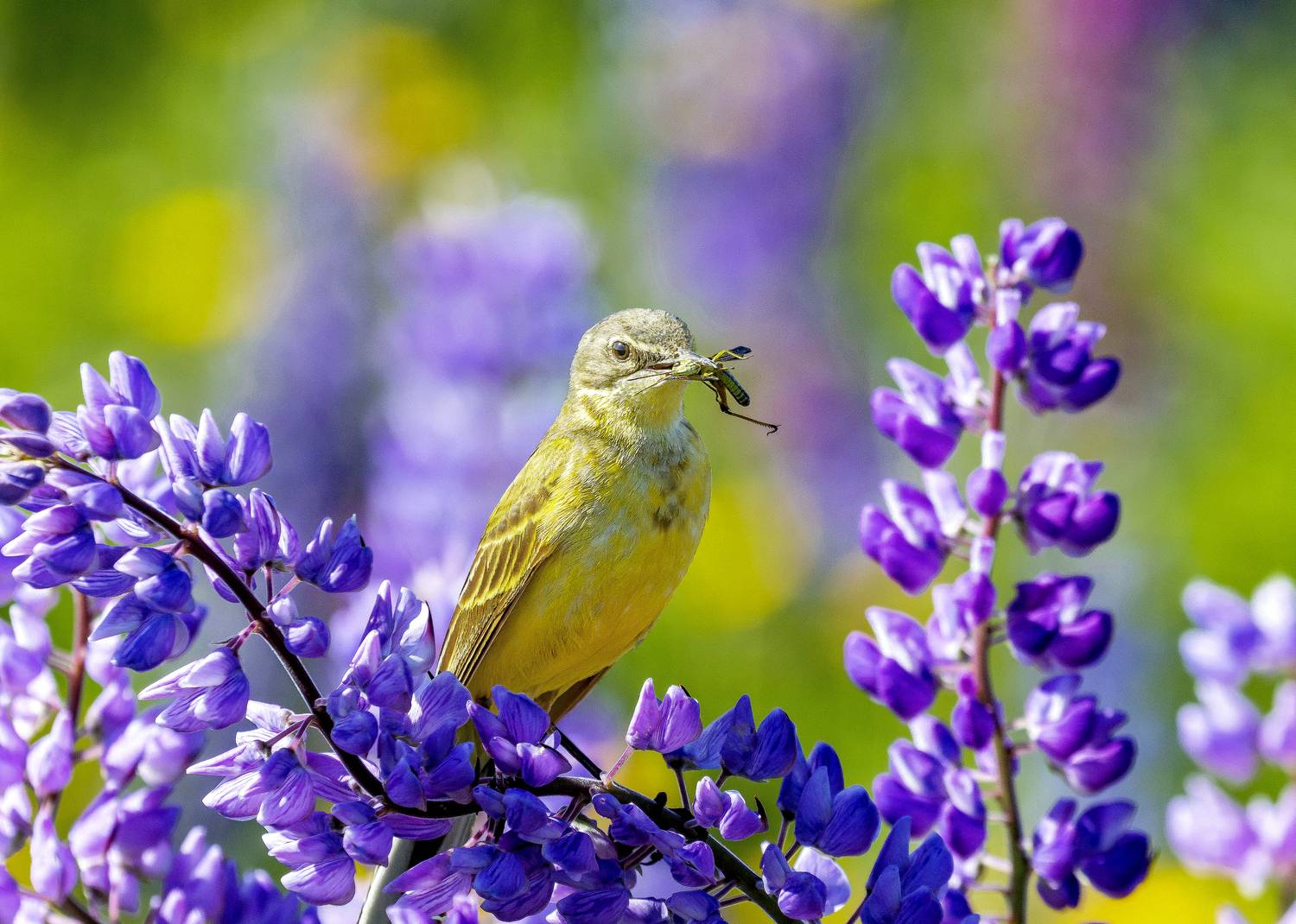 Трясогузка желтая, люпины, поле, Киров, галина новинская