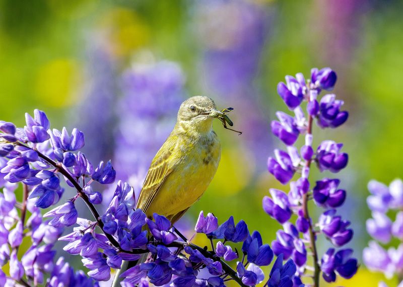 Трясогузка желтая, люпины, поле, Киров С добычей фото превью