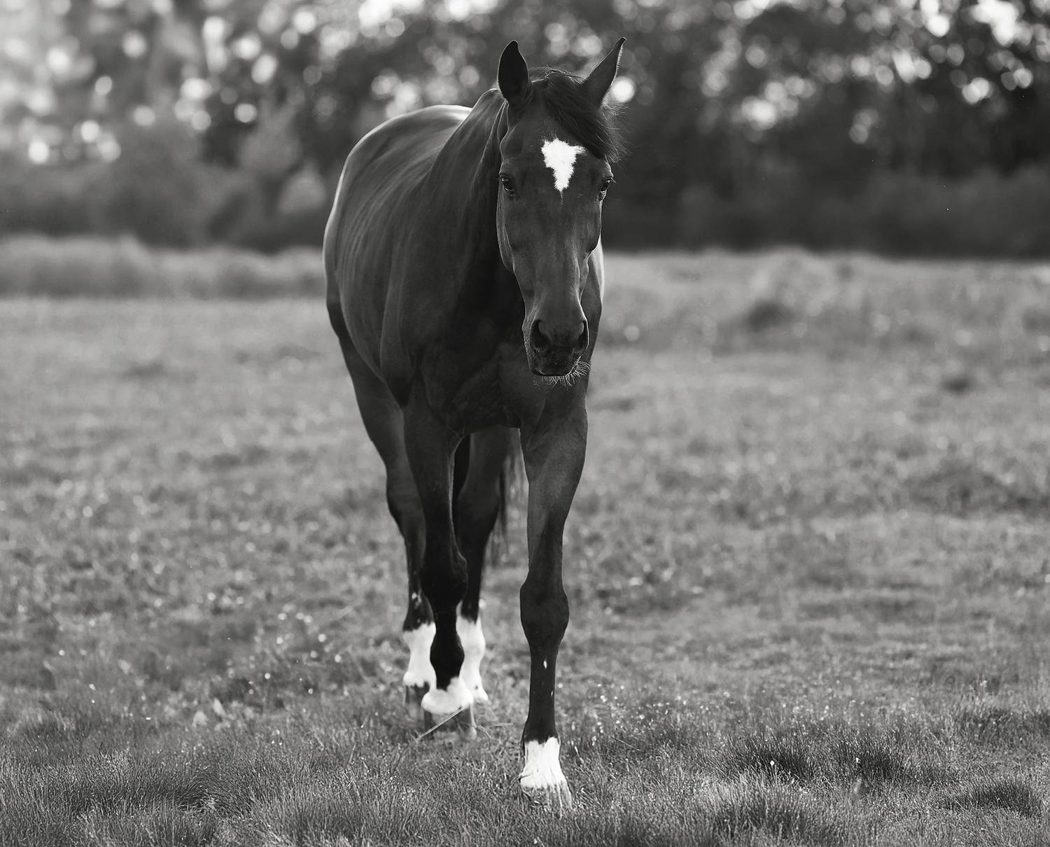 лошадь, поле, природа, прогулка, horse, field, nature, Стукалова Юлия