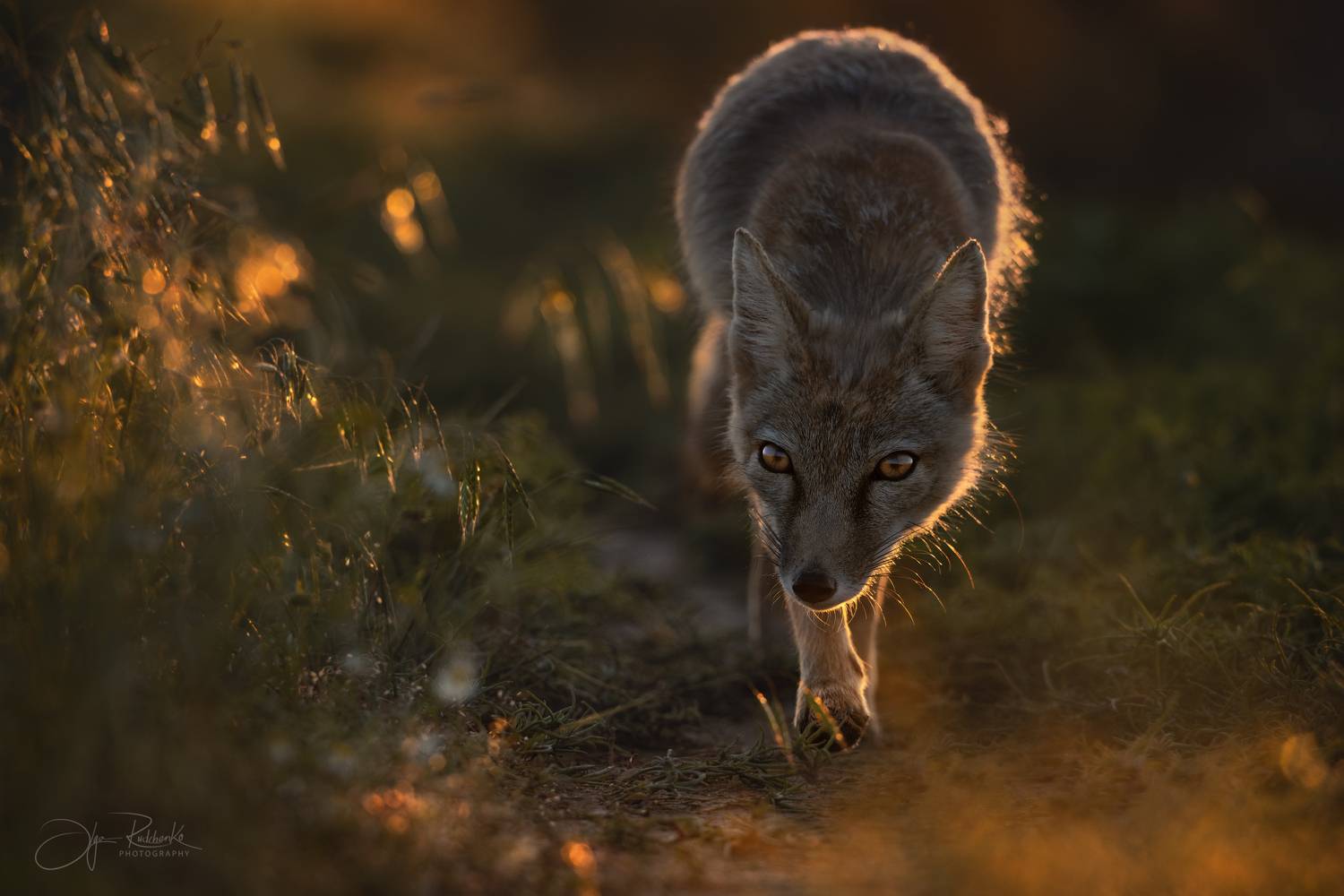 корсак, калмыкия, степная лиса, лиса, лисенок, лис, корсачонок, дикая природа, wildanimals, корсачата, vilpus corsac, corsac, Рудченко Ольга