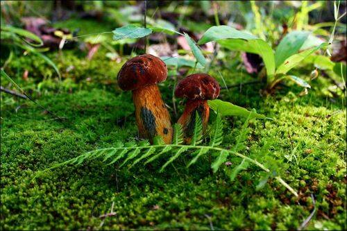 .. ядовитые через чур ..