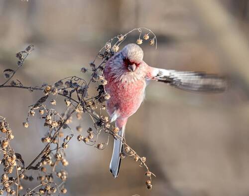 Урагус (3 ФОТО)