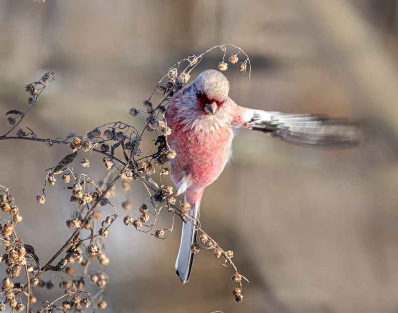 птица, урагус, самец, Урагус (3 ФОТО) фото превью