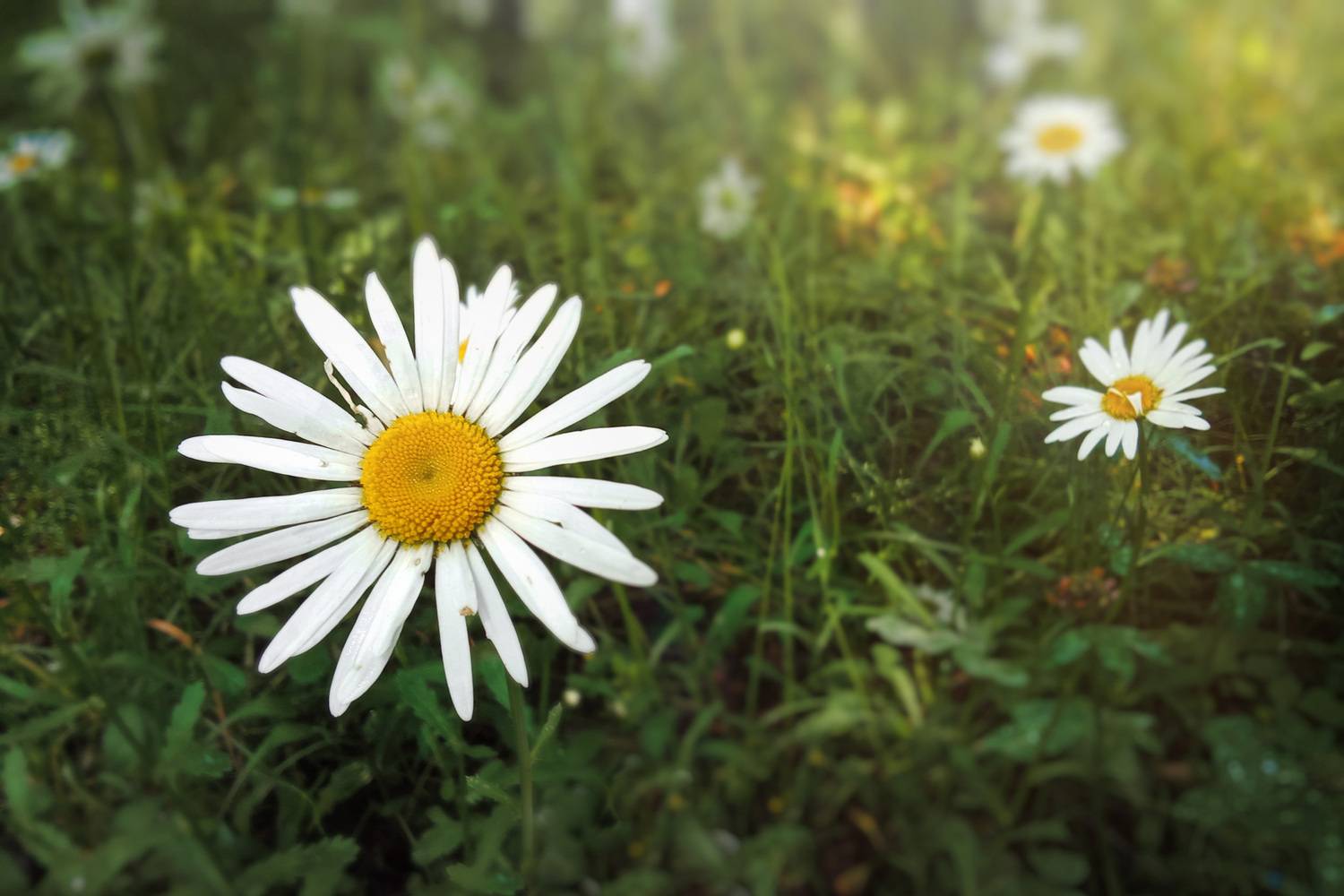 ромашки, Валерий Вождаев
