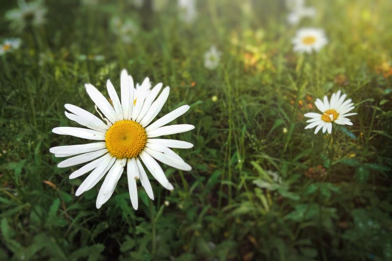 Ромашки фото превью