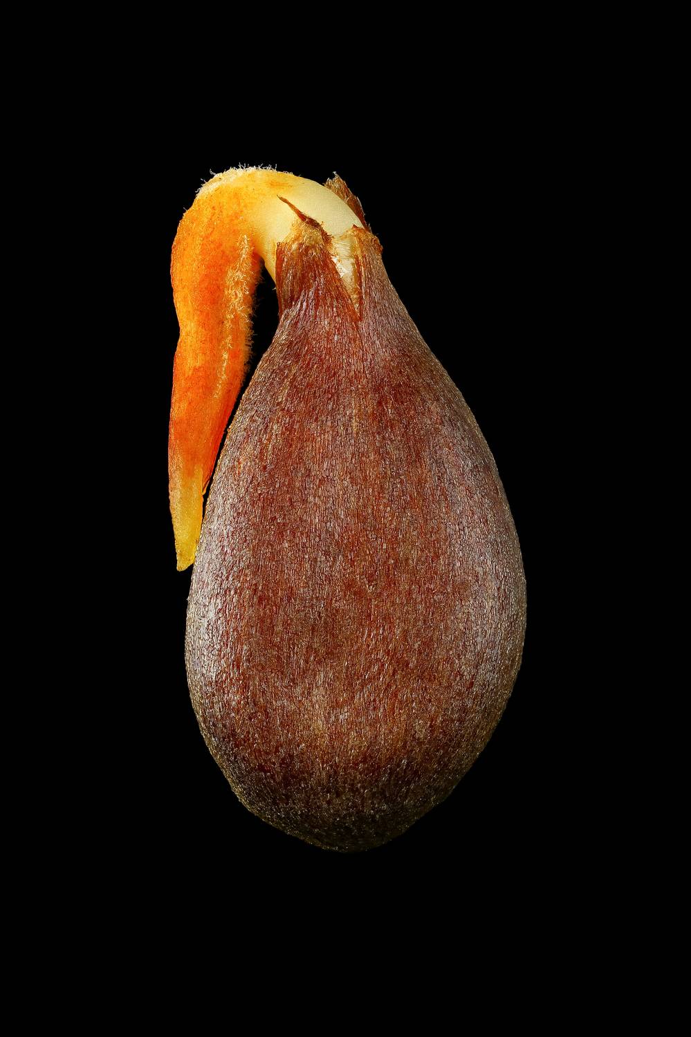 макро,природа,растение,семечка,яблоко,цвет,коричневый,черный, Шаповалов Андрей