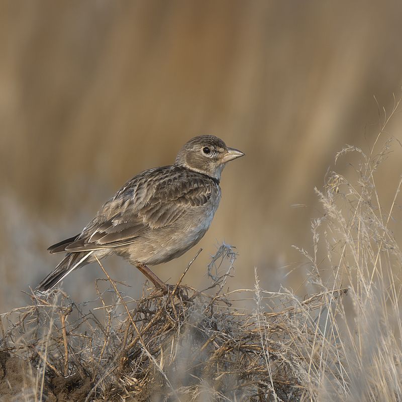 Степной жаворонок фото превью