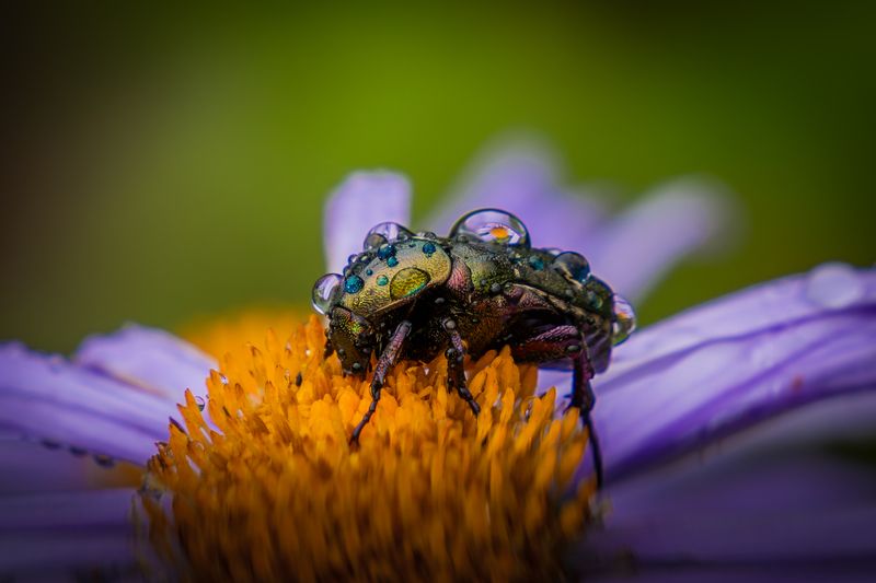 Отражение фото превью