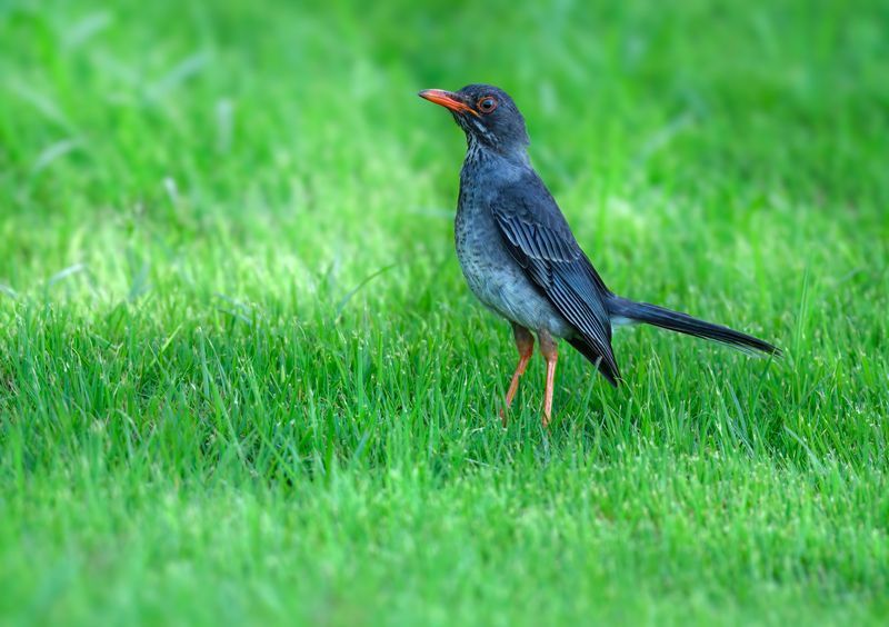 Red-legged thrush фото превью