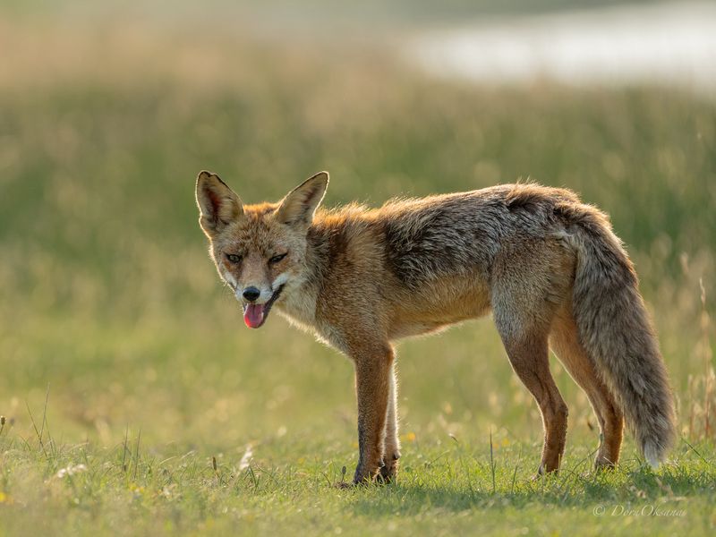 fox, predators, wild, animals, рыжая, обыкновенная, лиса, хищники, дикие, животные Жарко и кушать хочется фото превью