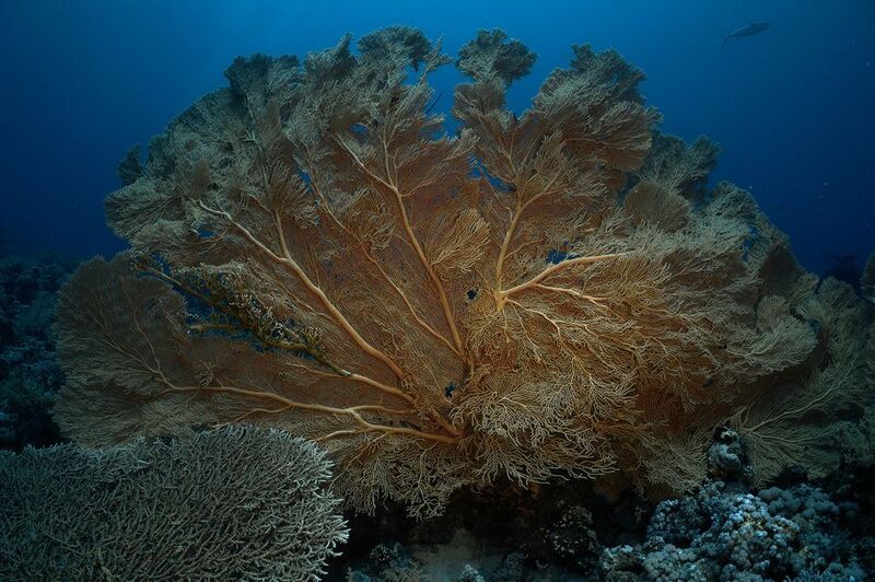 Горгонария фото превью