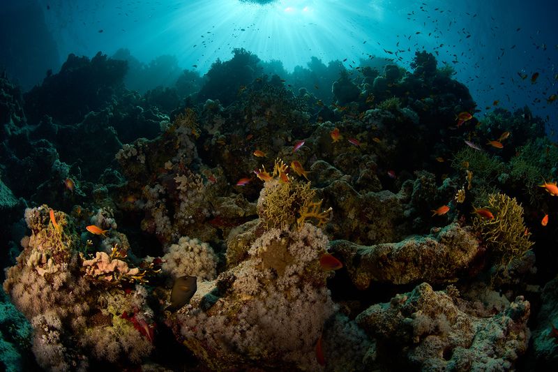 Красноморская рифовая фото превью