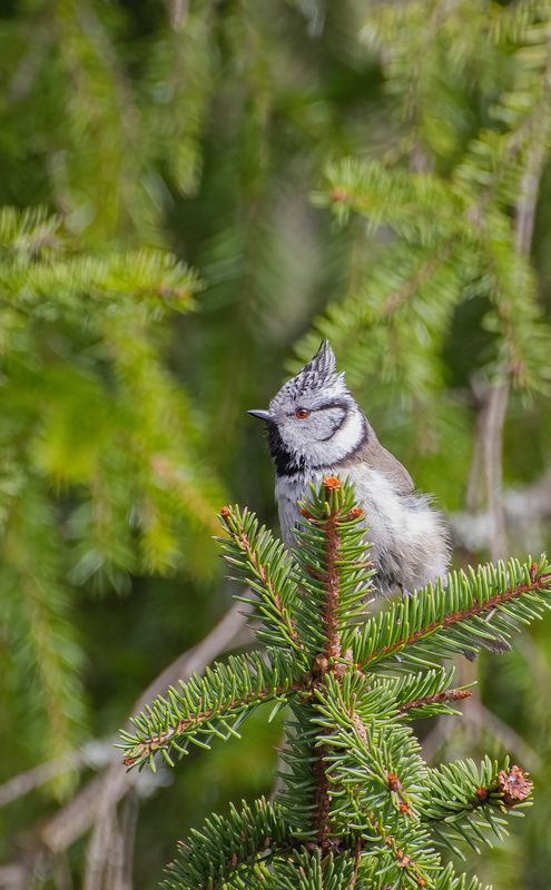 Хохлатая синичка :) фото превью