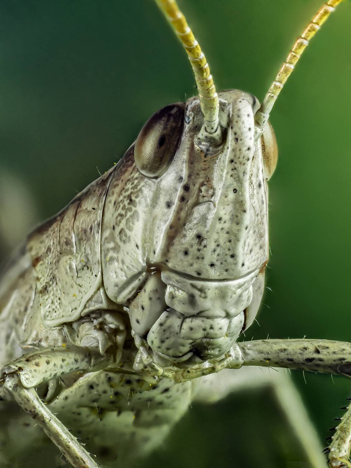 , Олег Савицкий