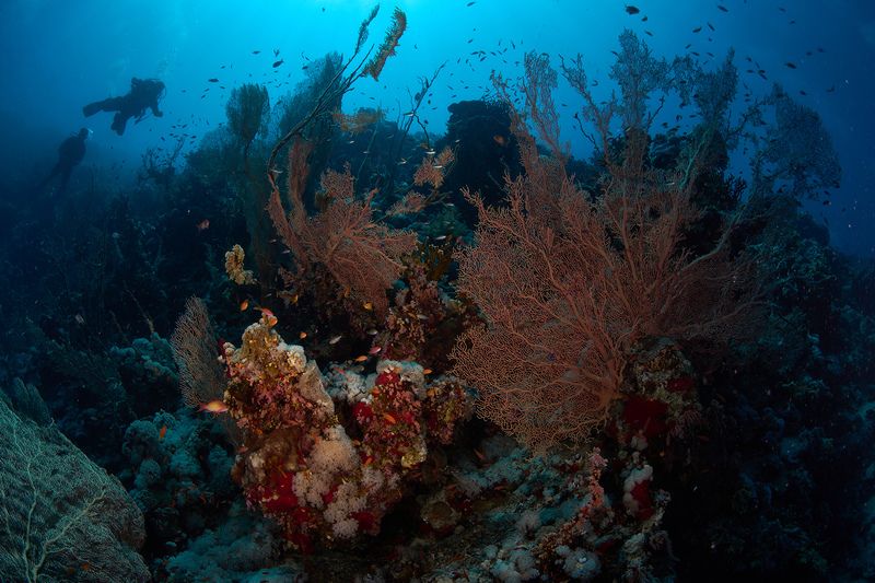 Горгонариевая фото превью