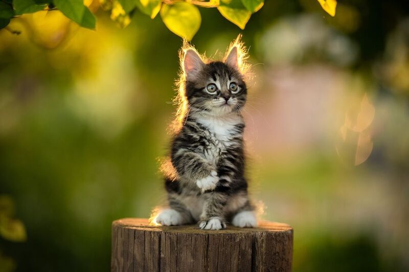 *** фото превью