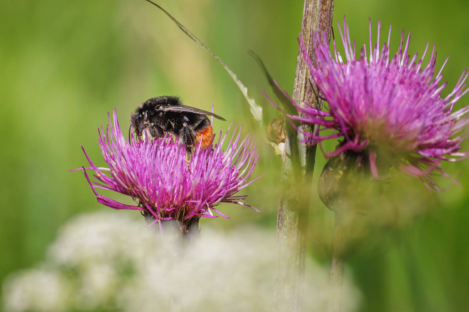 шмель, каменный шмель, Морозов Сергей