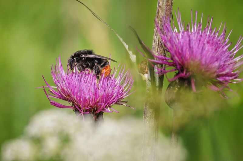 шмель, каменный шмель Каменный шмель фото превью