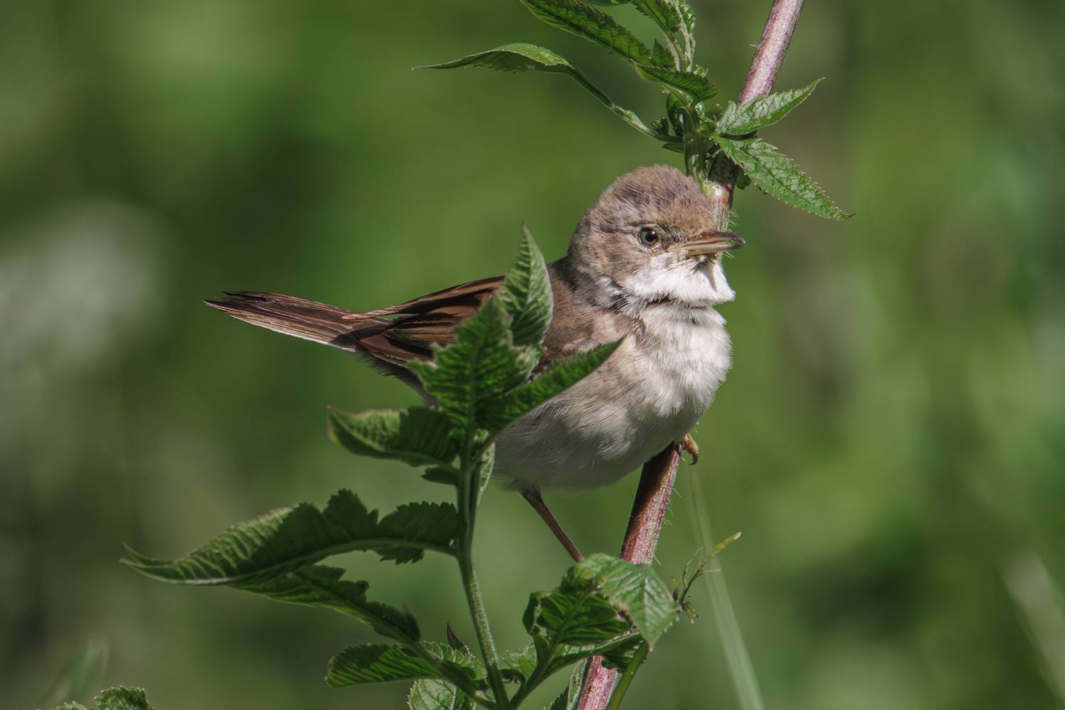 , Морозов Сергей